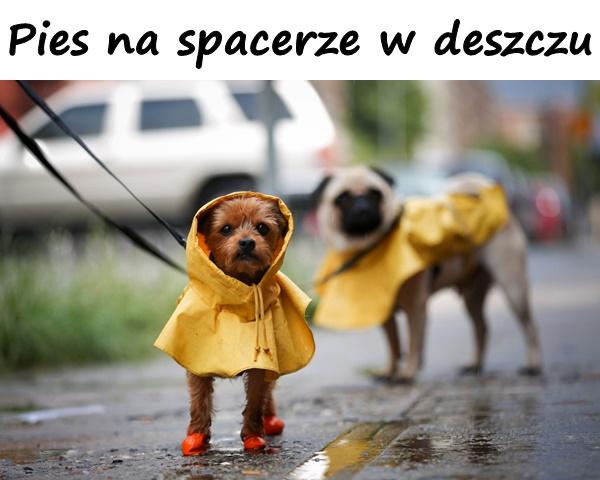 Pies na spacerze w deszczu