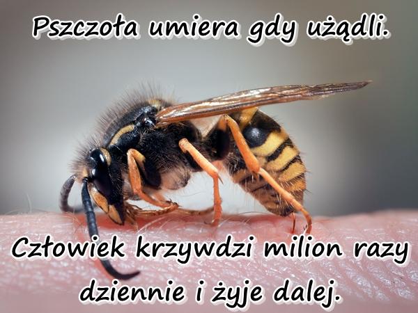 Pszczoła umiera gdy użądli. Człowiek krzywdzi milion razy dziennie i żyje dalej.
